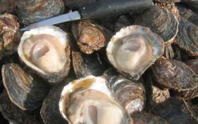 LOCH RYAN AIMING TO BE SCOTLAND’S “OYSTER TOWN”(1)