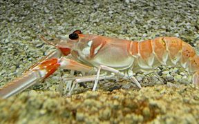 NORTH SEA SCAMPI FISHING