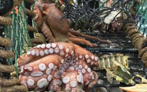 PML PROJECT WILL HELP PREDICT FUTURE OCTOPUS BLOOMS