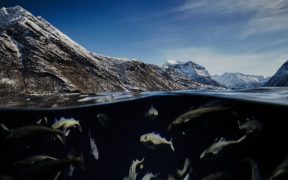 WHITEFISH AT A CROSSROADS