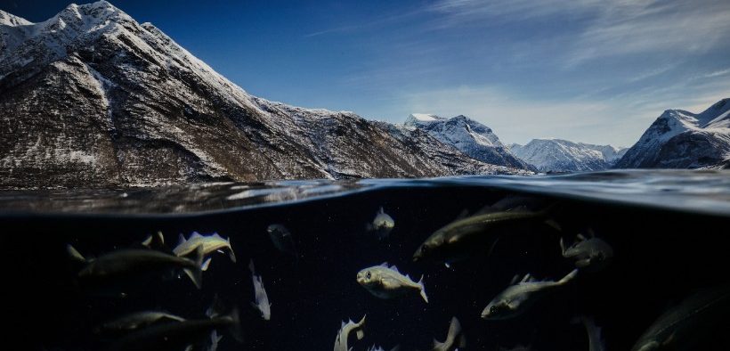 WHITEFISH AT A CROSSROADS
