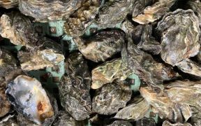 WHY JAPAN’S OYSTERS ARE DYING EN MASSE