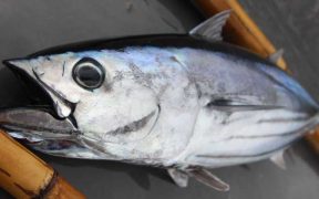 BLUEYOU LAUNCHES FAIR TRADE CERTIFIED