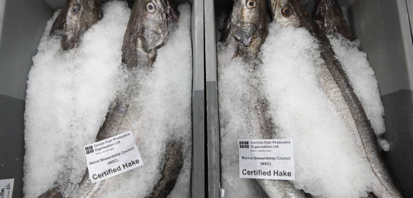 Cornish hake fishery celebrated for leading the way on sustainable fishing