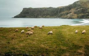 DEATH OF WELL-KNOWN SHETLAND FISHERMAN