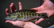 DNA REVEALS TWO NEW BASS SPECIES