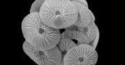 EXPLORING COCCOLITHOPHORE COMMUNITIES