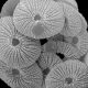 EXPLORING COCCOLITHOPHORE COMMUNITIES