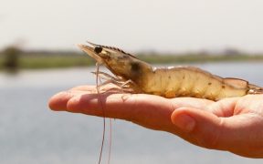 Ecuadorian shrimp sets industry benchmark for living wages