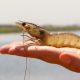 Ecuadorian shrimp sets industry benchmark for living wages