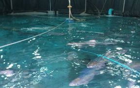 Growth mapping project from Ace Aquatec shows patterns of success