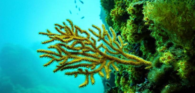 High Seas Treaty PrepCom Talks Conclude