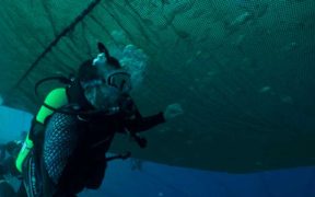 INNOVASEA OFFERS TOPIAN INITIATIVE SUSTAINABLE SEAFOOD