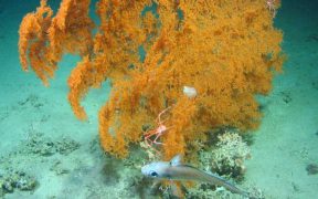 INTERNATIONAL TEAM OF SCIENTISTS LAUNCH ATLANTIC-WIDE CORAL MAPPING