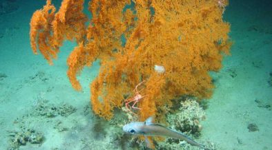INTERNATIONAL TEAM OF SCIENTISTS LAUNCH ATLANTIC-WIDE CORAL MAPPING