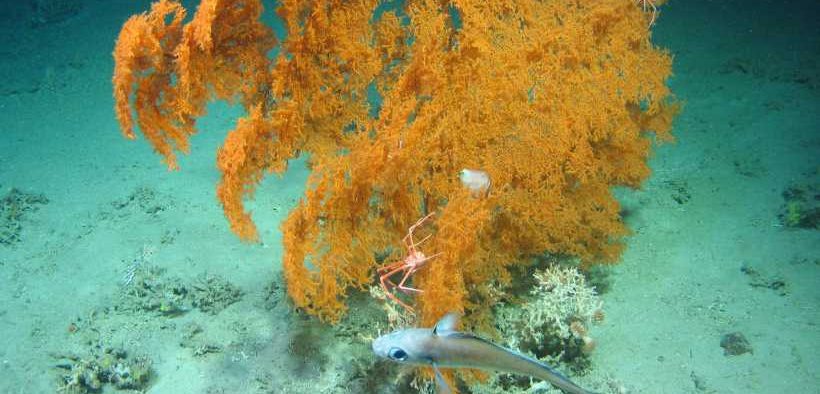 INTERNATIONAL TEAM OF SCIENTISTS LAUNCH ATLANTIC-WIDE CORAL MAPPING