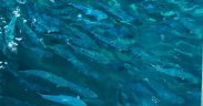 IceFish to continue the debate on the Aquaculture Bill
