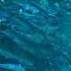 IceFish to continue the debate on the Aquaculture Bill
