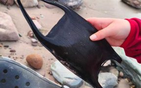 LOCAL STUDENT DISCOVERS CRITICALLY ENDANGERED