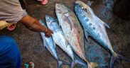 NEW INITIATIVE TARGETING FORCED LABOUR ON TUNA VESSELS