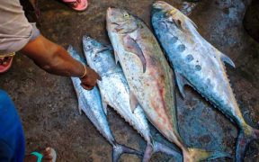 NEW INITIATIVE TARGETING FORCED LABOUR ON TUNA VESSELS