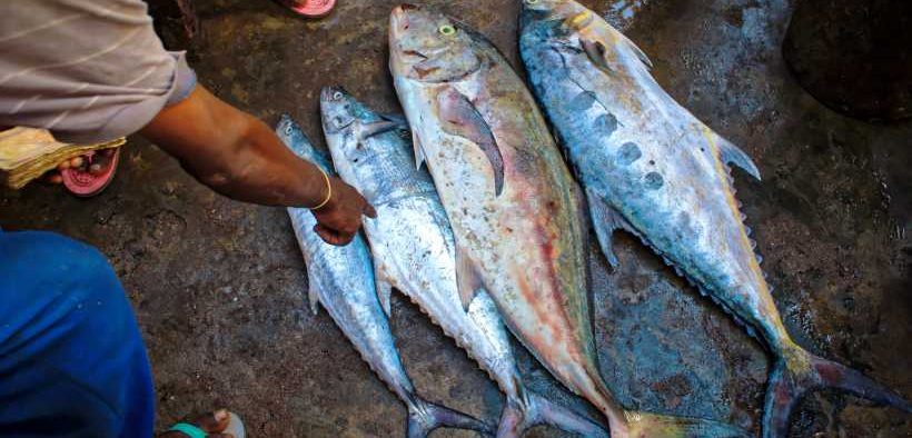 NEW INITIATIVE TARGETING FORCED LABOUR ON TUNA VESSELS