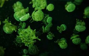 NEW STUDY REVEALS HOW TINY MARINE ALGAE SURVIVE2