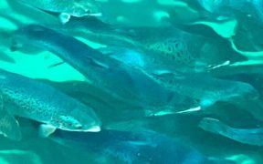 NEW SVQ AQUACULTURE MANAGEMENT QUALIFICATION