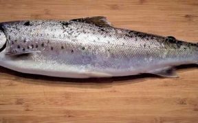 SCOTTISH SALMON AND SEA TROUT FISHERY STATISTICS