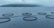 Salmon firms urge Holyrood candidates to cut red tape