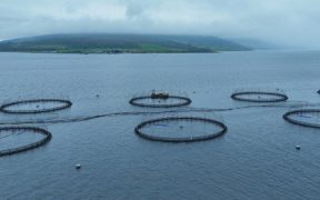 Salmon firms urge Holyrood candidates to cut red tape