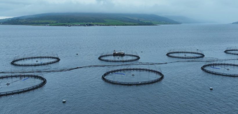 Salmon firms urge Holyrood candidates to cut red tape