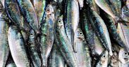 UK MACKEREL INDUSTRY CRITICISES MCS RATING