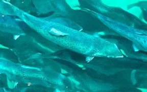 VETERINARY MEDICINES DIRECTORATE GRANTS MARKETING AUTHORISATION