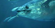 2026 BLUEFIN TUNA COMMERCIAL FISHERY