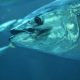 2026 BLUEFIN TUNA COMMERCIAL FISHERY