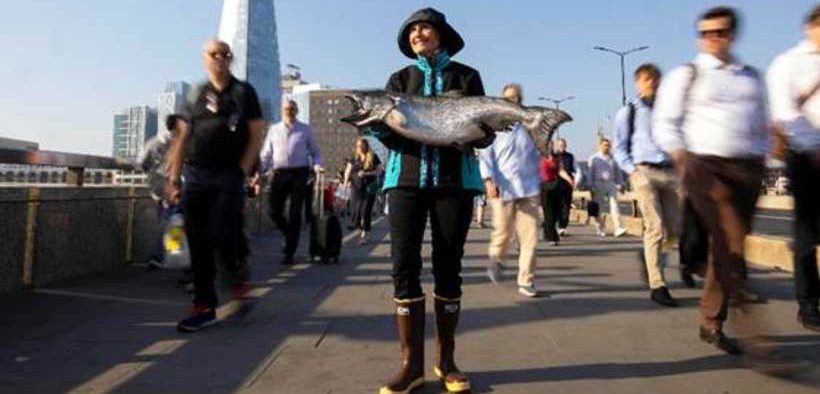 ALASKA SEAFOOD MARKS WILD SALMON SEASON