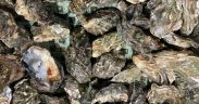 INTEGRATING GENOMIC SELECTION INTO PACIFIC OYSTER BREEDING