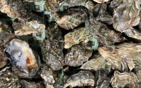 INTEGRATING GENOMIC SELECTION INTO PACIFIC OYSTER BREEDING