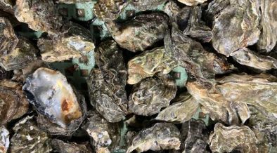 INTEGRATING GENOMIC SELECTION INTO PACIFIC OYSTER BREEDING