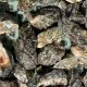 INTEGRATING GENOMIC SELECTION INTO PACIFIC OYSTER BREEDING