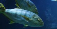 IOTC ADVANCES SEVERAL MONITORING AND BYCATCH PRIORITIES