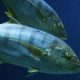 IOTC ADVANCES SEVERAL MONITORING AND BYCATCH PRIORITIES