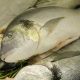 IRAN WAR’S IMPACT ON FOOD SUPPLY CHAINS