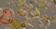 MAPPING TOXIN-PRODUCING PHYTOPLANKTON