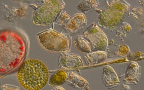 MAPPING TOXIN-PRODUCING PHYTOPLANKTON