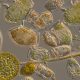 MAPPING TOXIN-PRODUCING PHYTOPLANKTON