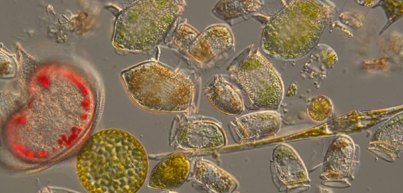 MAPPING TOXIN-PRODUCING PHYTOPLANKTON