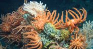MARINE INSTITUTE RELEASES MAJOR BENTHIC DATASET