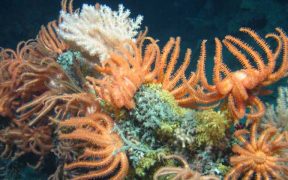 MARINE INSTITUTE RELEASES MAJOR BENTHIC DATASET